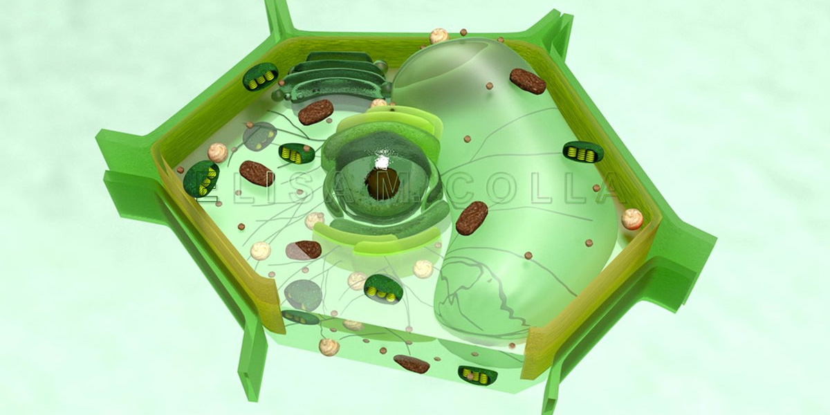 Cellula-Vegetale
