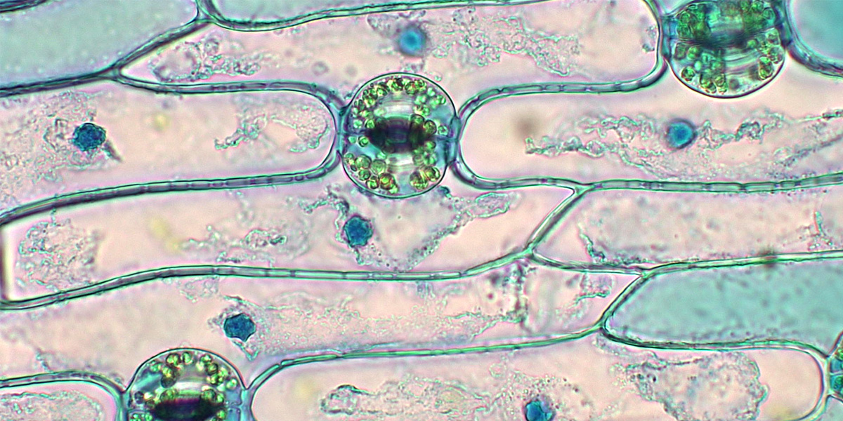 monocotiledoni